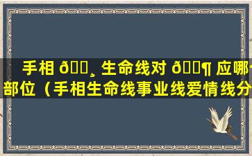 手相 🌸 生命线对 🐶 应哪个部位（手相生命线事业线爱情线分别是）